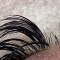 How much is a lash license in texas?